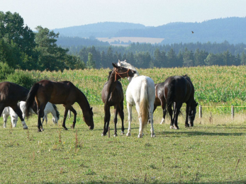Horse Riding in the Vysočina
