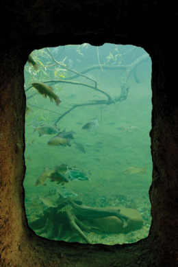 What is Hidden under the Bohemian River Surface?