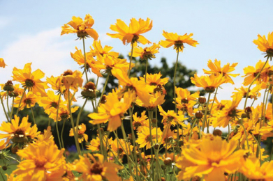 Co se děje v&nbsp;Botanické zahradě - květen 2008