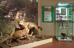 Muzeum východních Čech v&nbsp;Hradci Králové