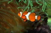 Zoo Děčín (Tetschen) – Paradiesinseln