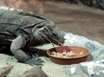 Zoo Děčín (Tetschen) – Paradiesinseln