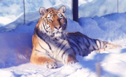 The White Adventure or Advent in the Hradec Králové Region