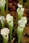 Botanical Garden in Liberec