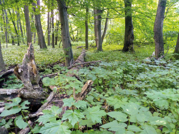 Přírodní rezervace Kotvice