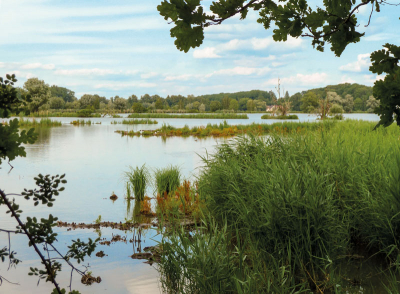 Přírodní rezervace Polanský les