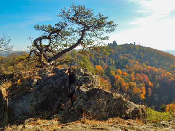 Národní přírodní rezervace Lichnice – Kaňkovy hory