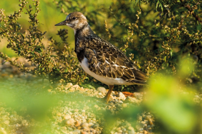 Kameňáček pestrý