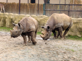 Královédvorský safari park