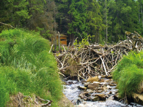 Kam v Českém lese? Za bobrem a rašeliníkem