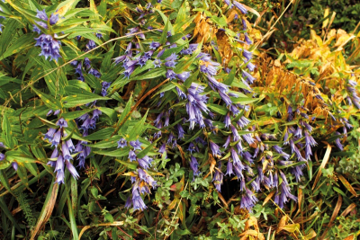 V pozdním létě budou vaši cestu lemovat trsy hořců tolitovitých