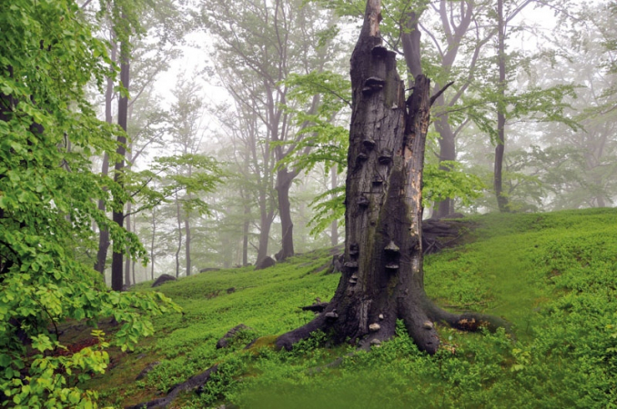 Jizerskohorské bučiny