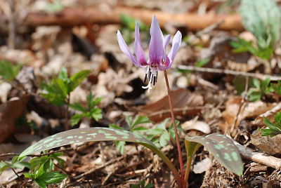 Přírodní rezervace Medník