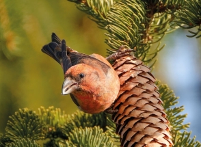 Hřebenem Orlických hor na Anenský vrch a za Haničkou