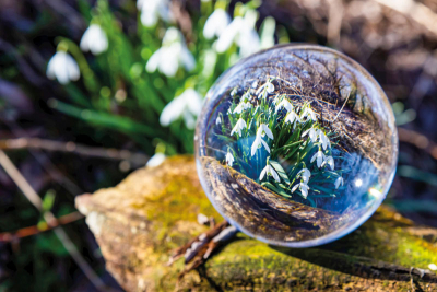 Sněženky z Poohří