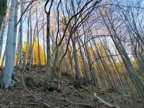 Od kaple do pivovaru