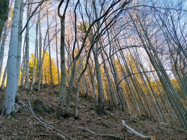 Kamenné – bučiny