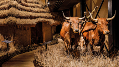 Archevita – Stopami věků