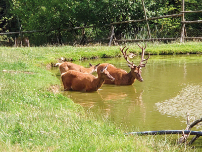 Jeleni v oboře u hájenky Na Slanině