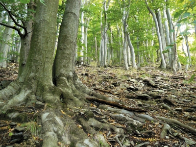 Milešovské suťové bučiny