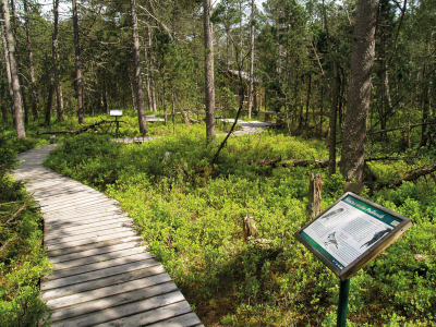 Český les  –  Podkovák, povalový chodník