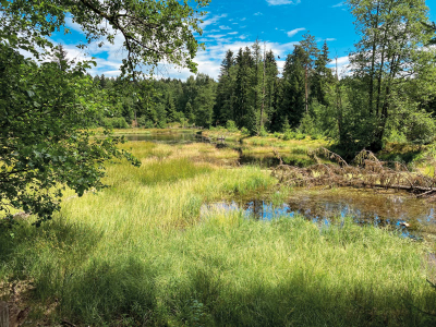 Vodní svět  –  pozorování bobrů