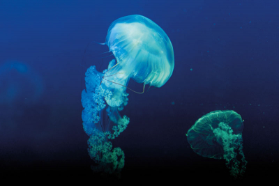 Zoopark Chomutov - medúzárium