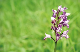 Čertoryje, barvité louky Bílých Karpat