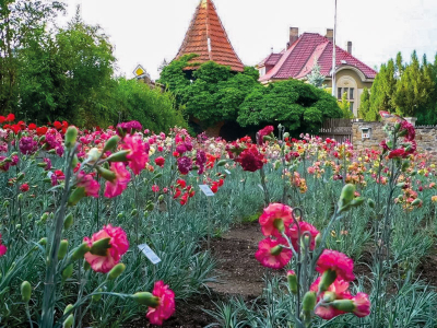 Klatovský karafiát