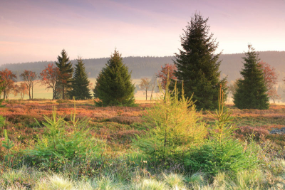 Vřesy na Ptačí hoře
