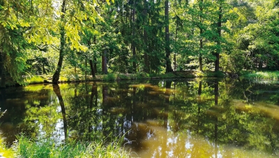 Mlýnský rybník