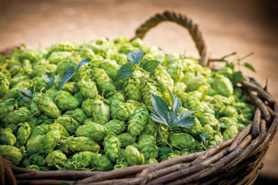 Muzeum Chmielarstwa - chmiel po naczesaniu