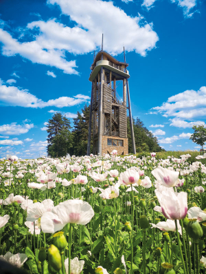Rozhledna 
Rýdův kopec