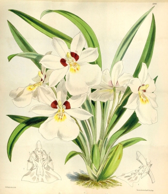 Miltoniopsis roezlii, Bílá orchidej, nese jméno Benedikta Roezla, Curtisův botanický časopis, 1874