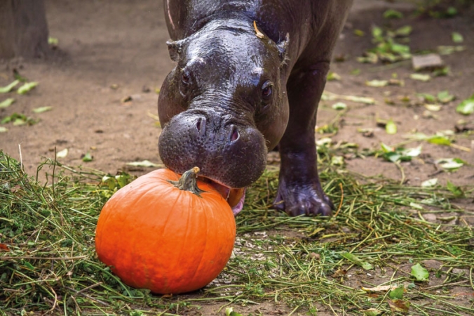 Zoo Jihlava