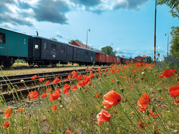 Vlčí mák je symbol vzpomínky