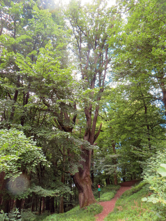 Valdštejnův dub u hradu Lukova