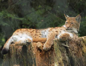 Bavorský les – Zoo Lohberg