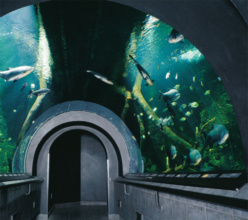 Procházka deštným pralesem