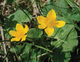 Údolím Skuhrovského potoka