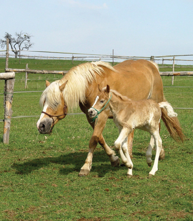 Klapity klap, klapity klap...