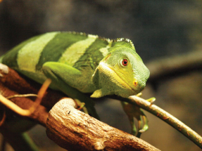 Halóóó, tady zoo