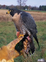 Historické sokolnictví na Sychrově