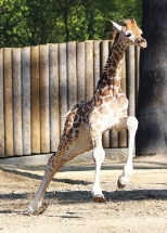 Mláďata v Zoo Liberec!