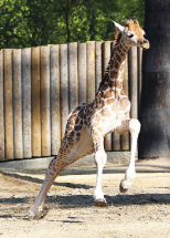 Mláďata v Zoo Liberec!