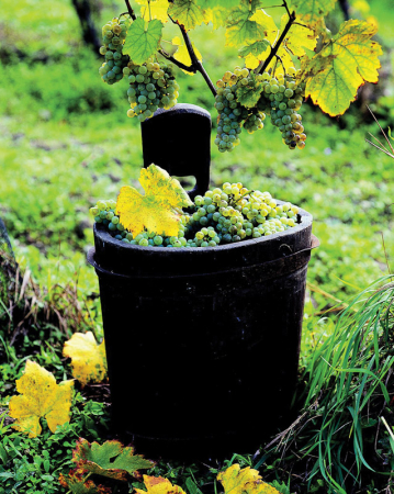 Za vínem na jižní Moravu