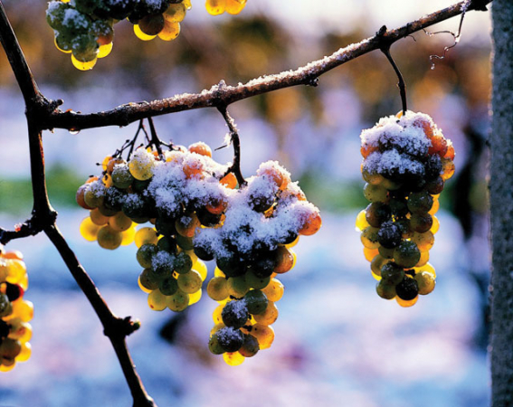 South Moravian Region – wine and hundred years old history