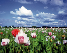 Horní Rakousko - Waldviertel - Jižní Čechy