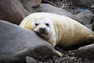 Podkrušnohorský zoopark Chomutov
