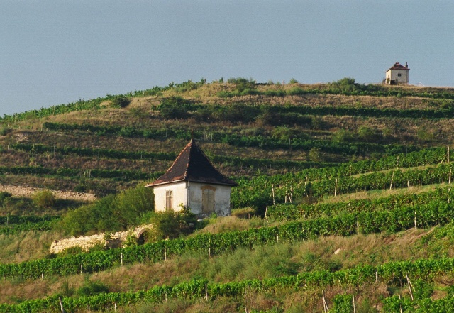 Einladung zur Weinlese